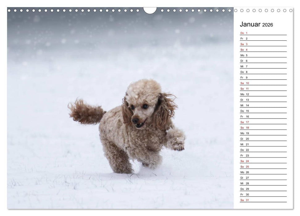 Lockenwölfe - Energiebündel Pudel (CALVENDO Wandkalender 2026)