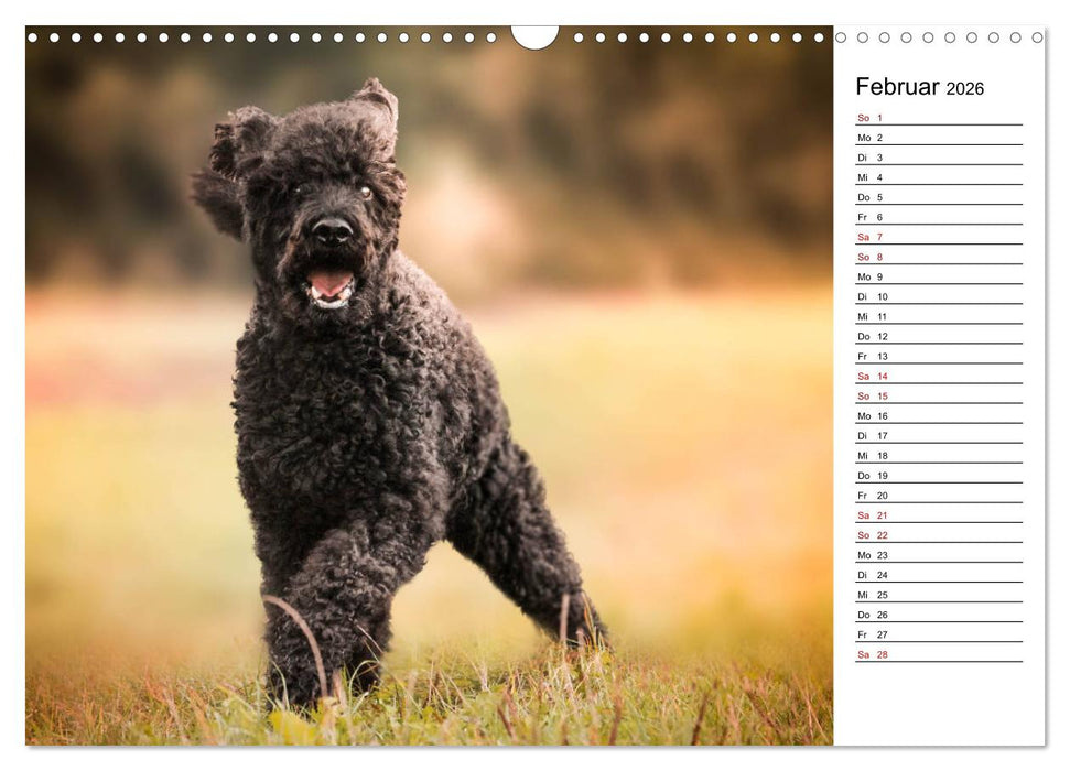 Lockenwölfe - Energiebündel Pudel (CALVENDO Wandkalender 2026)