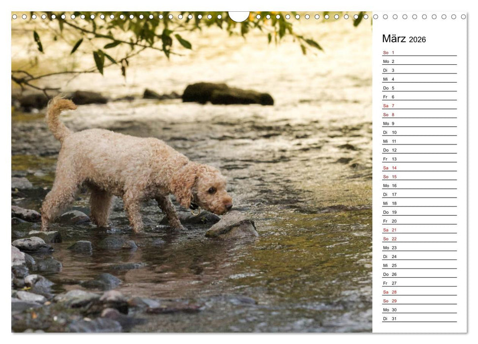 Lockenwölfe - Energiebündel Pudel (CALVENDO Wandkalender 2026)