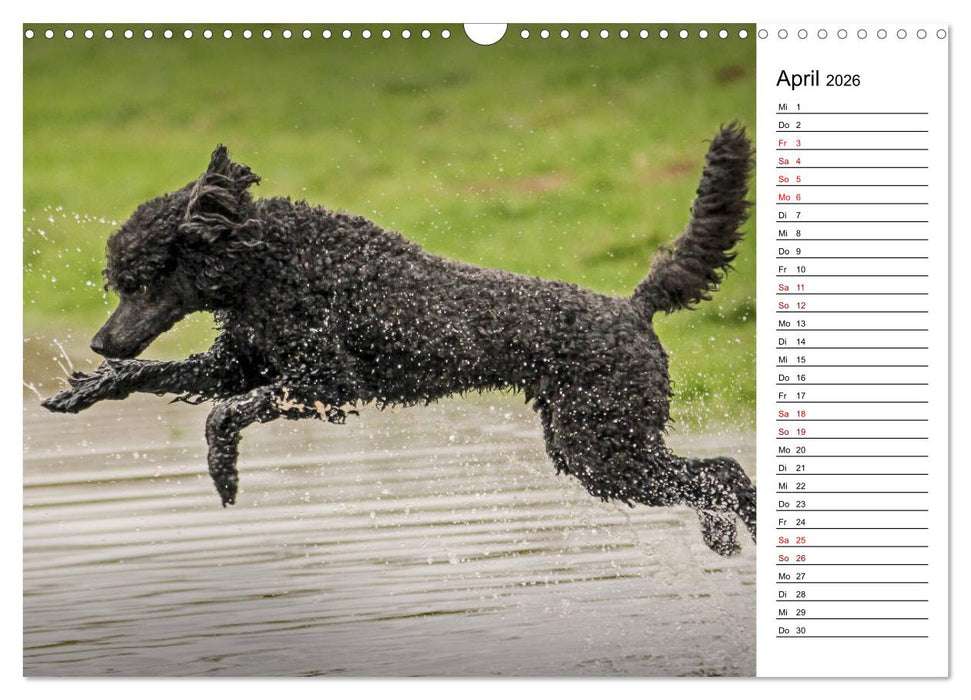 Lockenwölfe - Energiebündel Pudel (CALVENDO Wandkalender 2026)