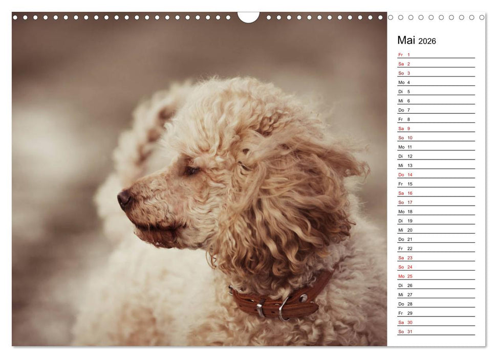 Lockenwölfe - Energiebündel Pudel (CALVENDO Wandkalender 2026)