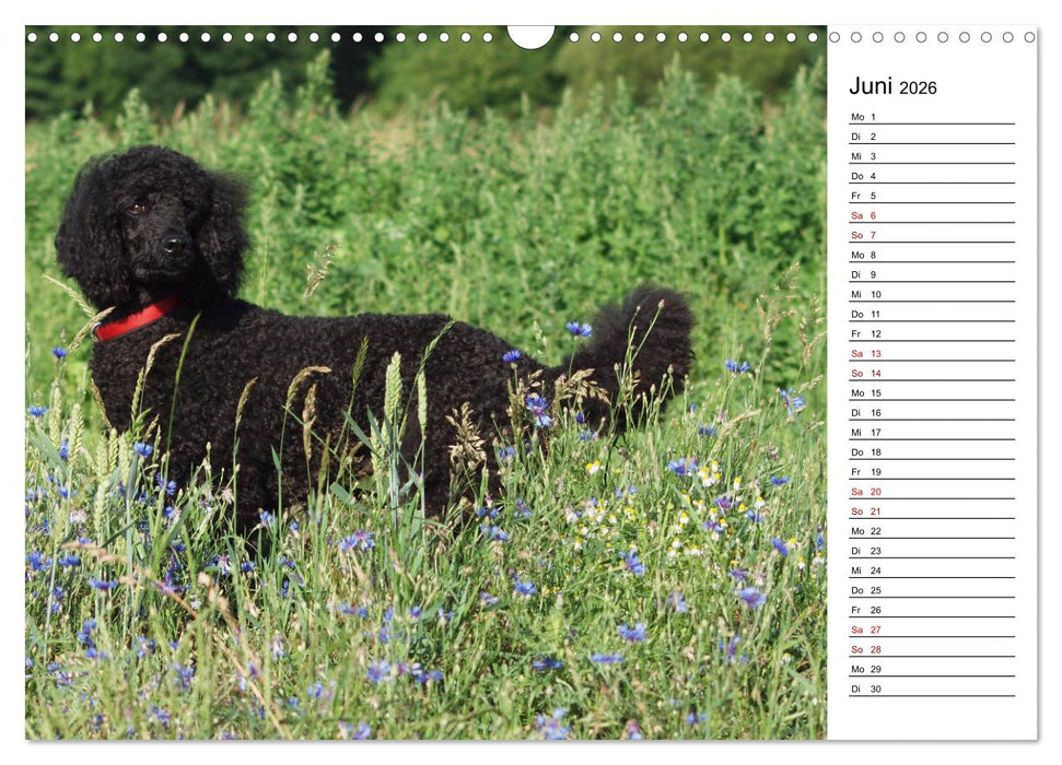 Lockenwölfe - Energiebündel Pudel (CALVENDO Wandkalender 2026)