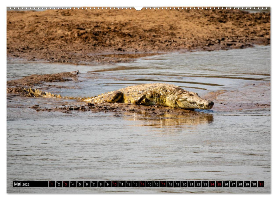 Sambia "Das wirkliche Afrika" (CALVENDO Wandkalender 2026)