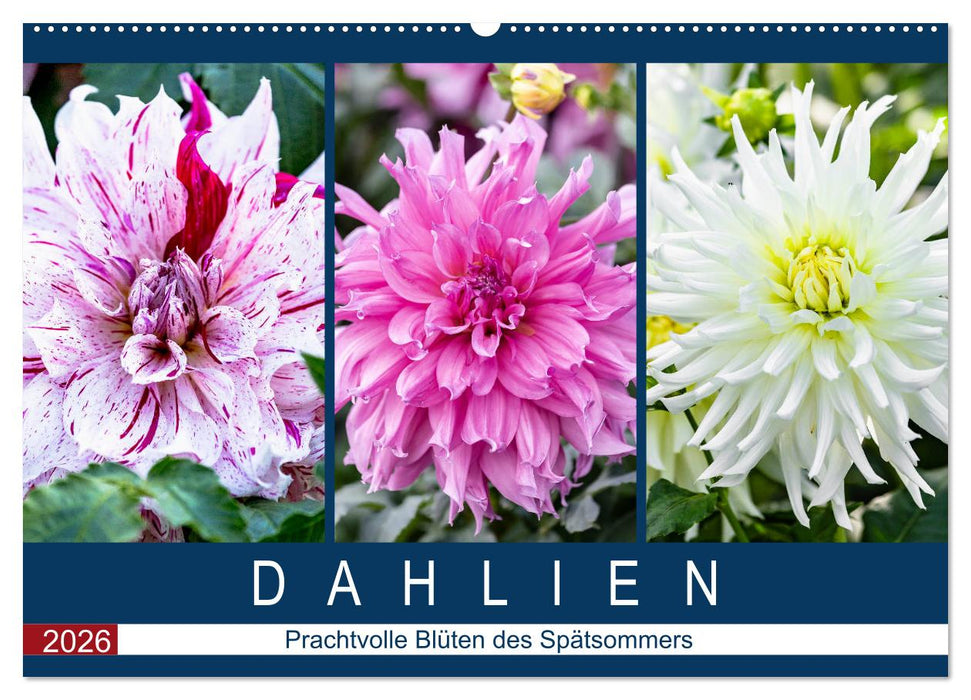 Dahlien - Prachtvolle Blüten des Spätsommers (CALVENDO Wandkalender 2026)