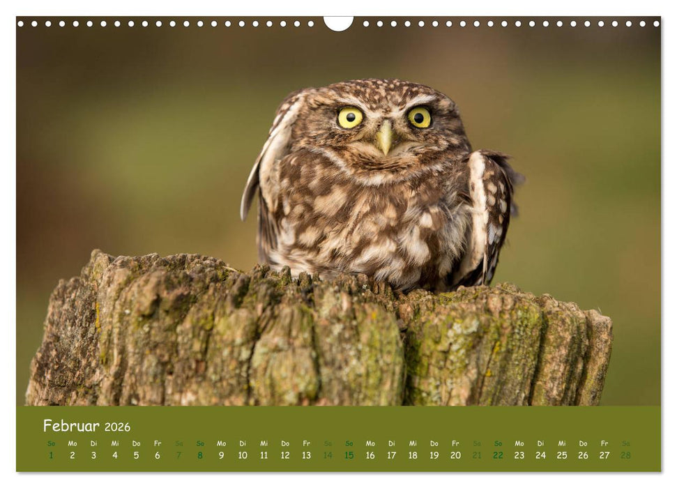 Steinkäuze (Athene noctua) (CALVENDO Wandkalender 2026)