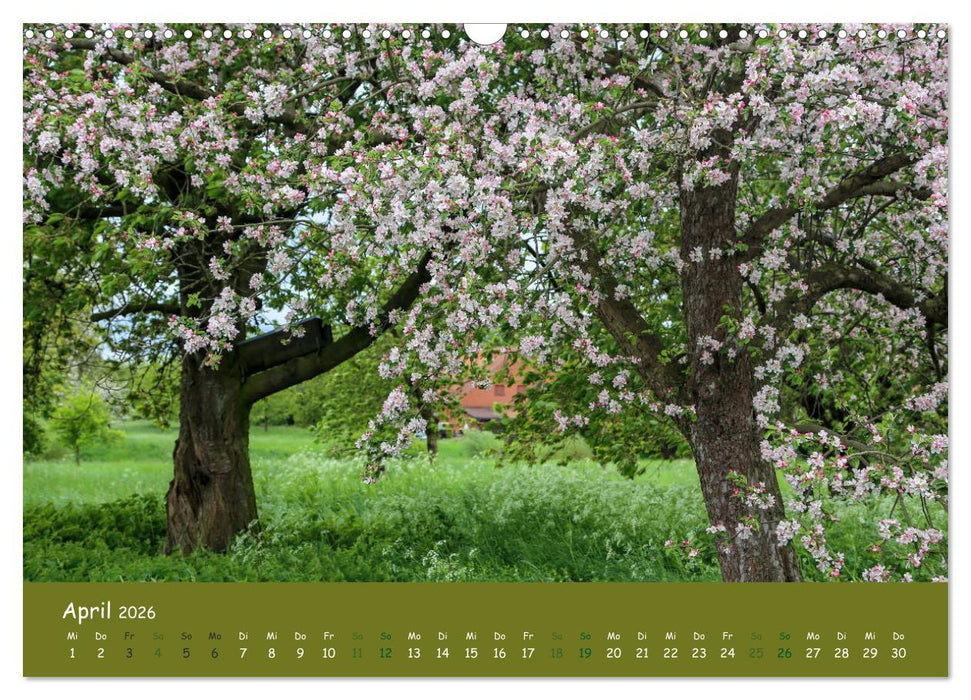 Steinkäuze (Athene noctua) (CALVENDO Wandkalender 2026)