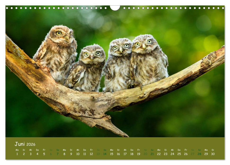 Steinkäuze (Athene noctua) (CALVENDO Wandkalender 2026)