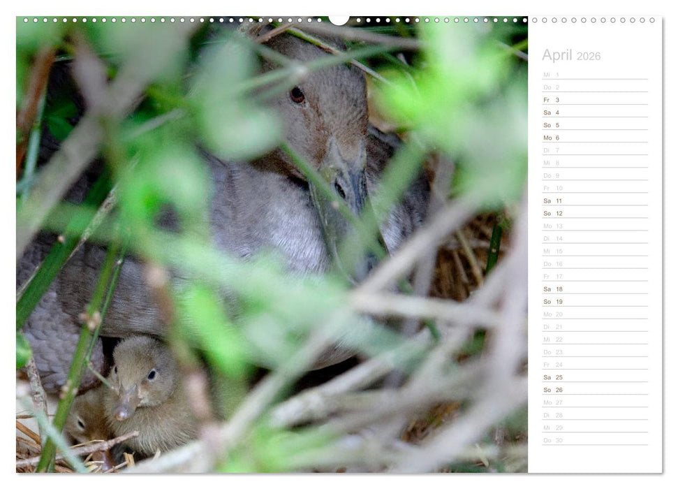 Laufenten - tierisch liebenswerte Zeitgenossen (CALVENDO Wandkalender 2026)