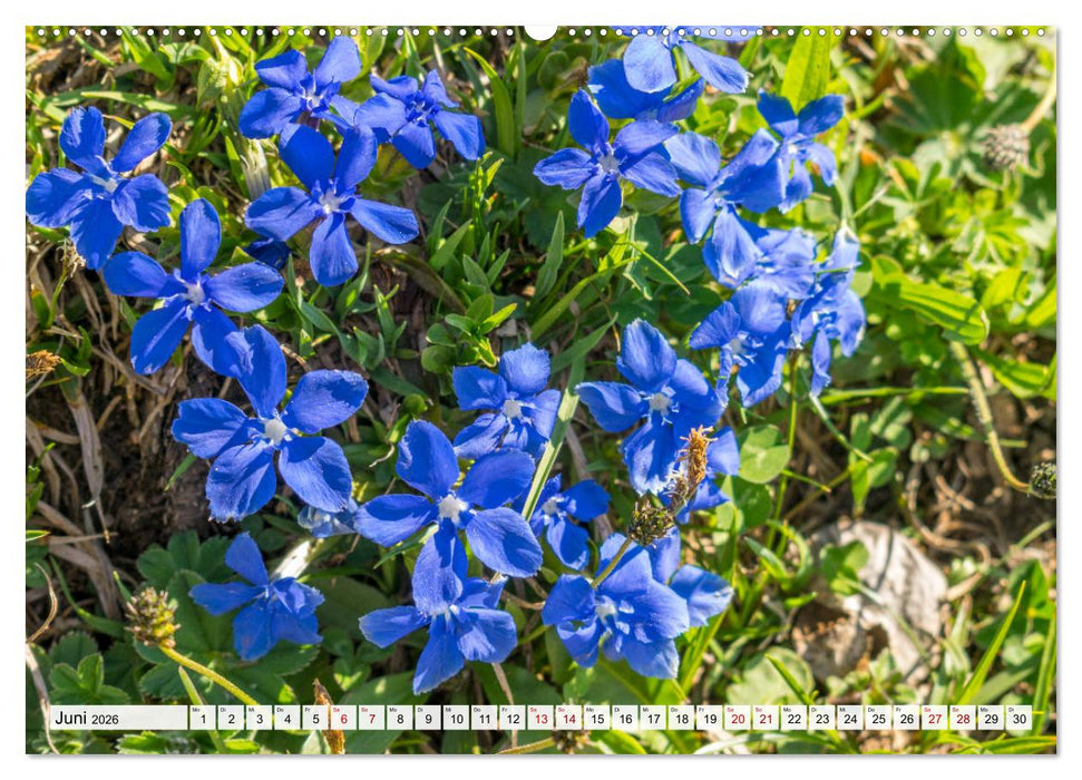 Der Rauschberg (CALVENDO Wandkalender 2026)