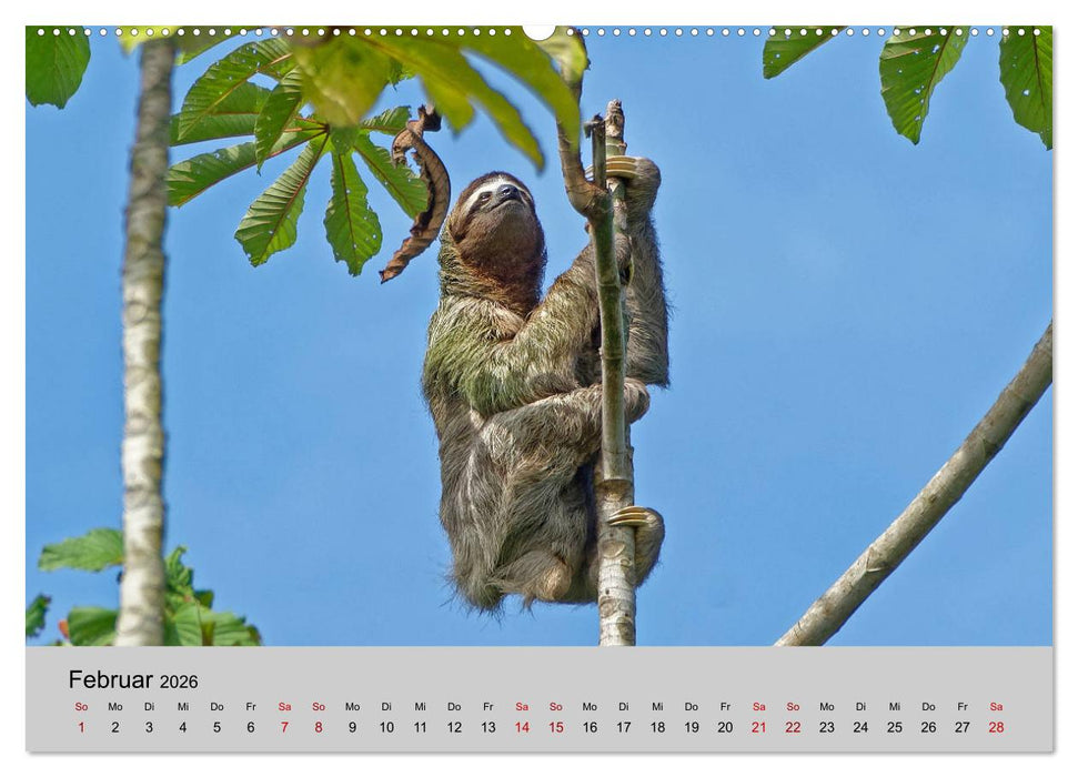 COSTA RICA - Tierische Momente (CALVENDO Wandkalender 2026)