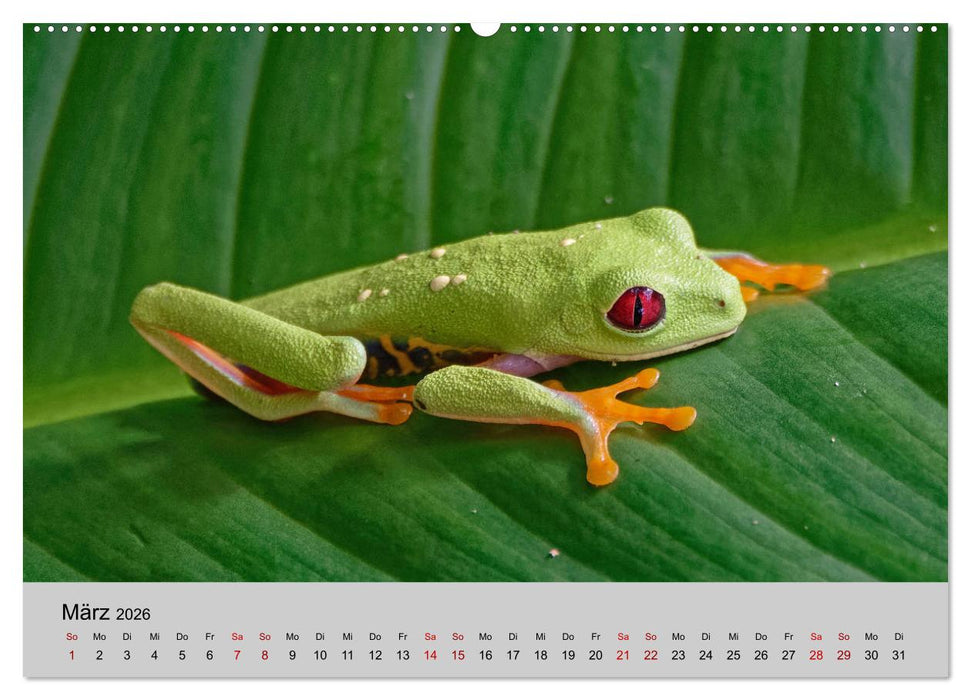 COSTA RICA - Tierische Momente (CALVENDO Wandkalender 2026)