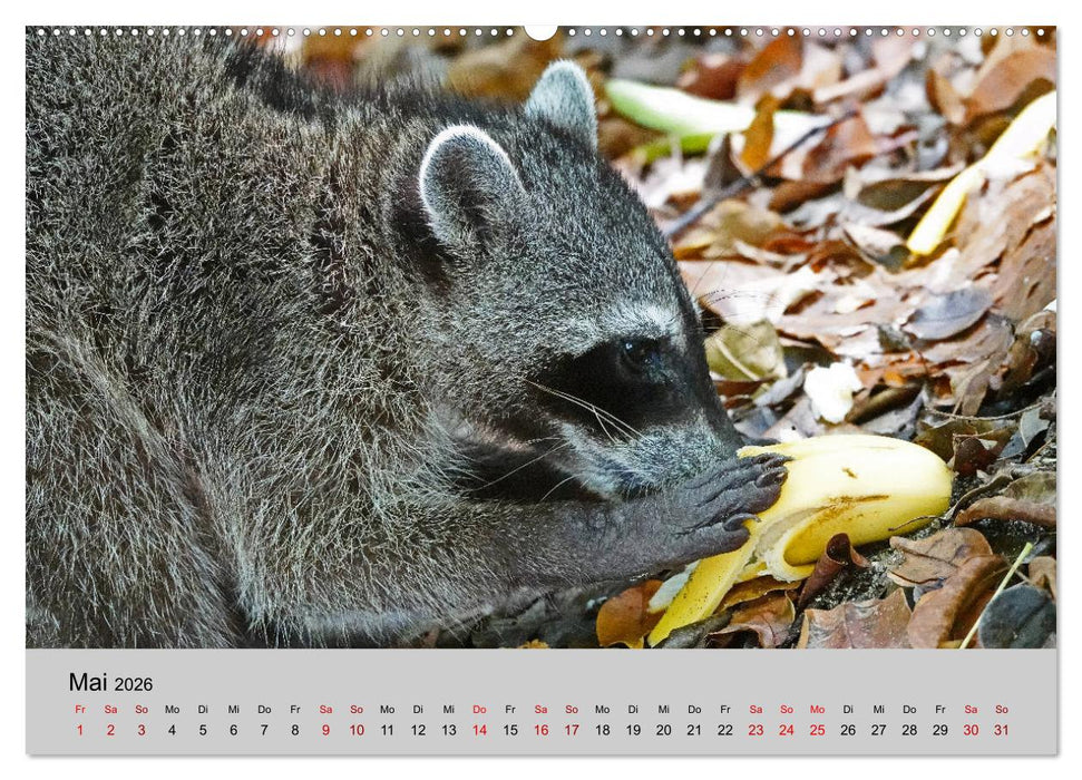 COSTA RICA - Tierische Momente (CALVENDO Wandkalender 2026)