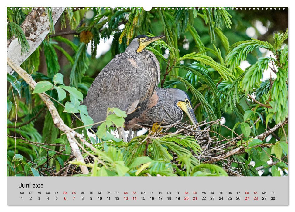 COSTA RICA - Tierische Momente (CALVENDO Wandkalender 2026)