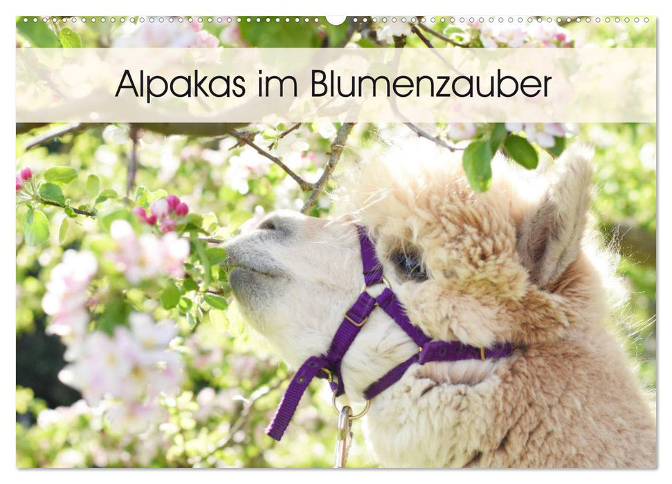 Alpakas im Blumenzauber (CALVENDO Wandkalender 2026)