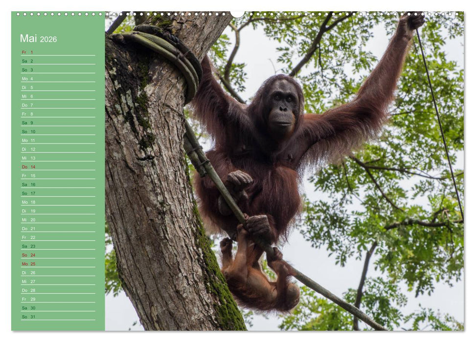 Die vielfältige Welt der Affen (CALVENDO Wandkalender 2026)