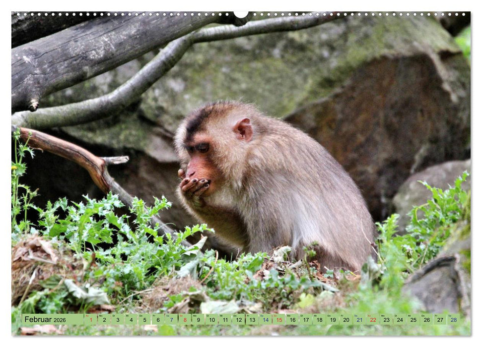 Ganz schön affig - Der Kalender der Affen (CALVENDO Wandkalender 2026)