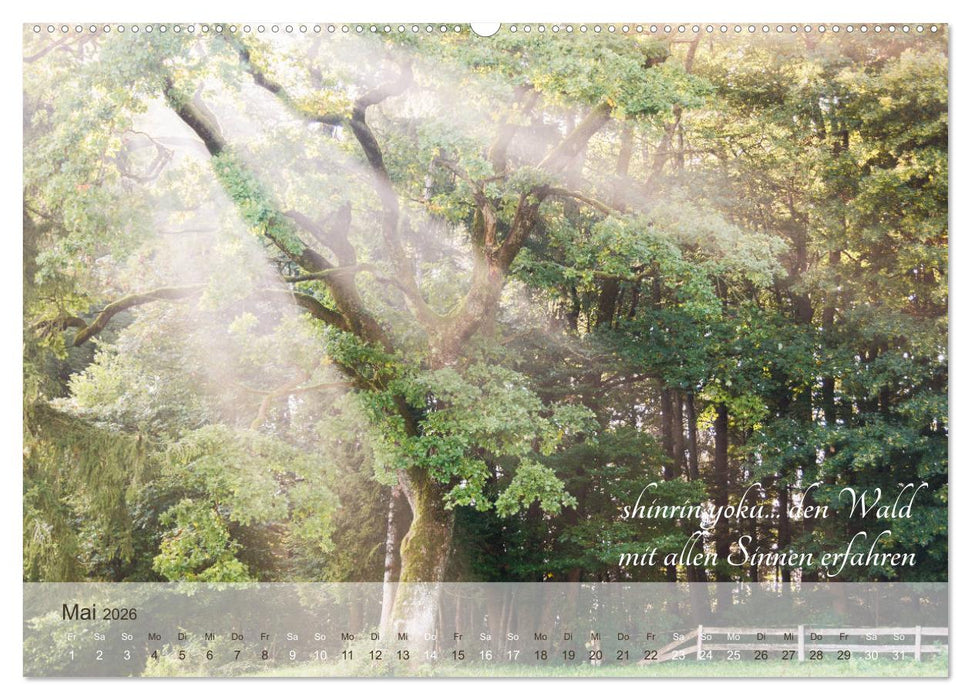 Shinrin yoku - Waldbaden 2026 (CALVENDO Wandkalender 2026)