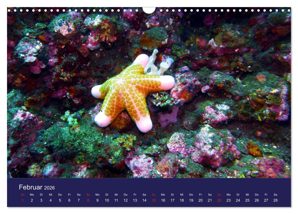 Wunderwelt Korallenriffe (CALVENDO Wandkalender 2026)