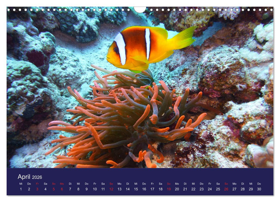 Wunderwelt Korallenriffe (CALVENDO Wandkalender 2026)