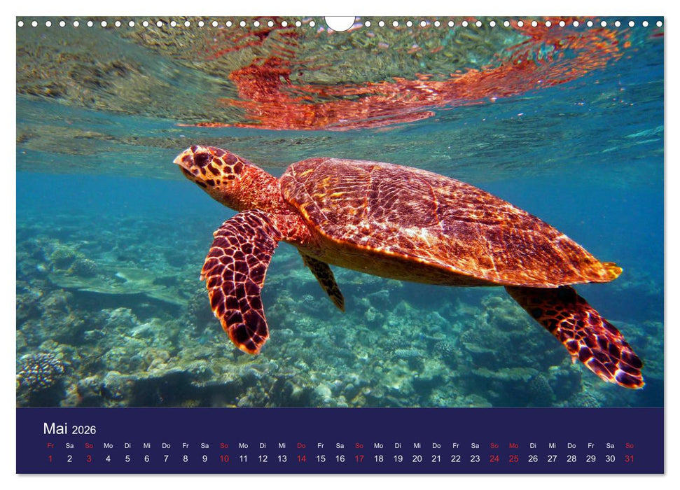 Wunderwelt Korallenriffe (CALVENDO Wandkalender 2026)
