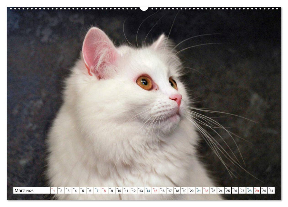Die Perserkatze - Farbschlag Weiß (CALVENDO Wandkalender 2026)
