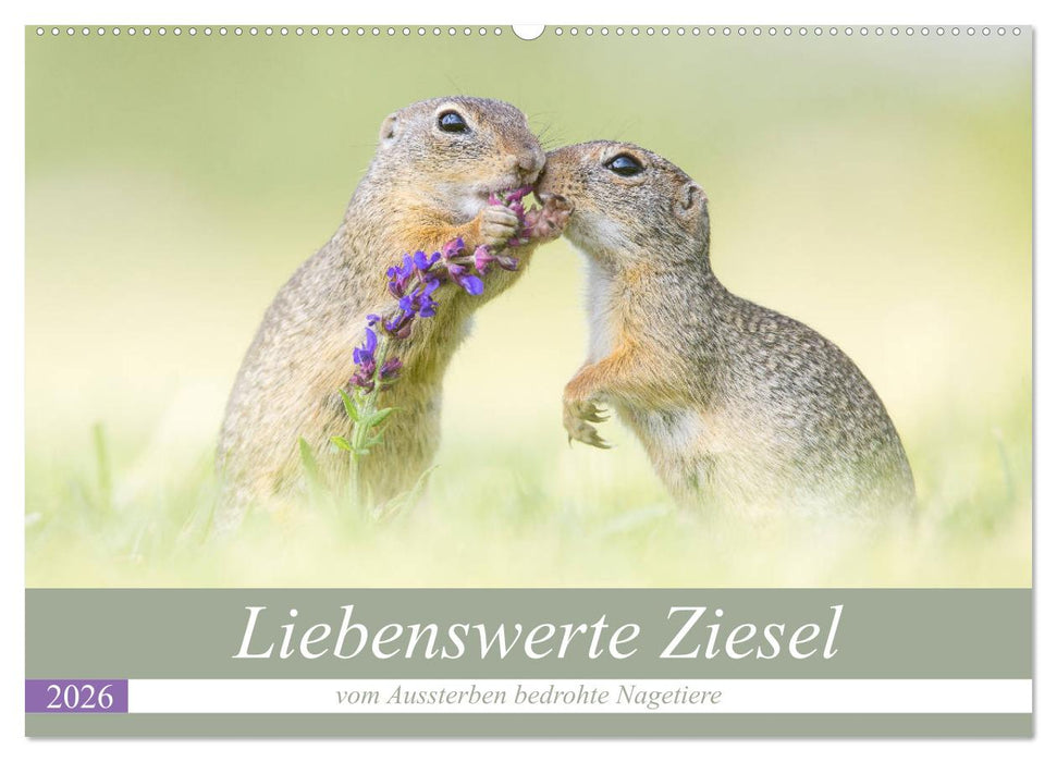 Liebenswerte Ziesel - vom Aussterben bedrohte Nagetiere (CALVENDO Wandkalender 2026)