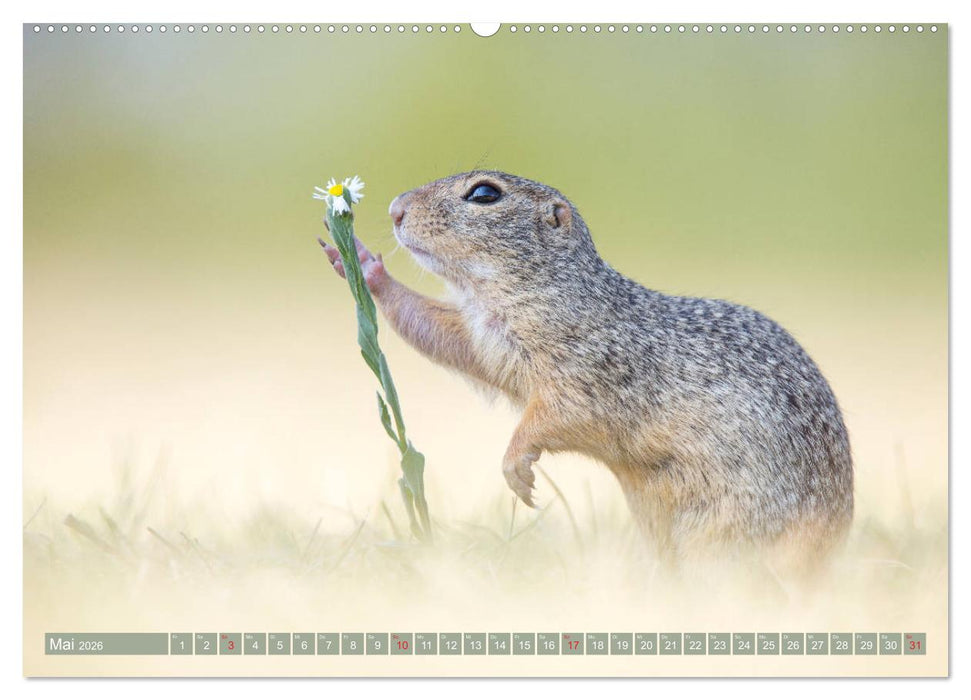 Liebenswerte Ziesel - vom Aussterben bedrohte Nagetiere (CALVENDO Wandkalender 2026)