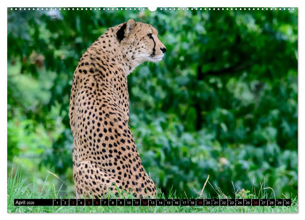 Afrika - Welt der Tiere (CALVENDO Wandkalender 2026)