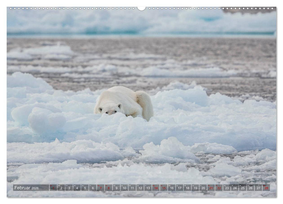 Svalbard-Momente (CALVENDO Wandkalender 2026)