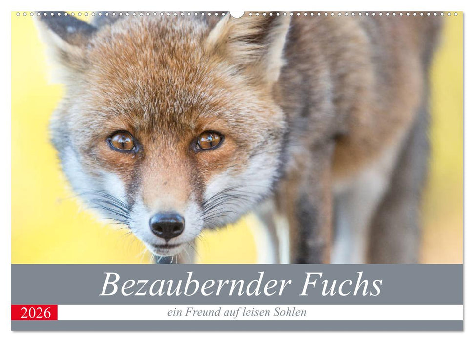 Bezaubernder Fuchs - ein Freund auf leisen Sohlen (CALVENDO Wandkalender 2026)