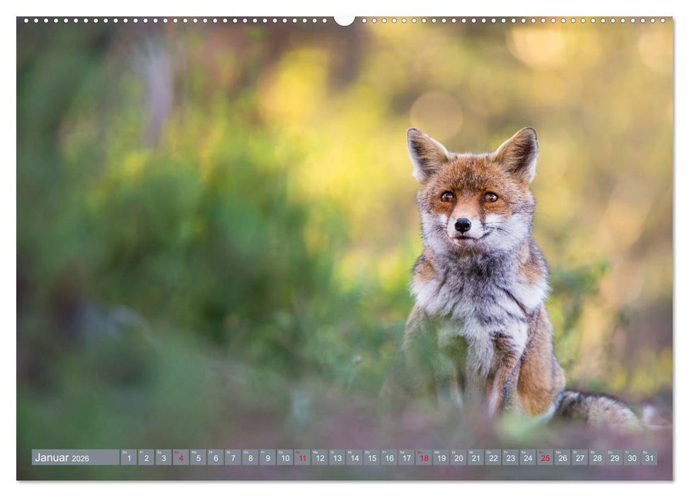 Bezaubernder Fuchs - ein Freund auf leisen Sohlen (CALVENDO Wandkalender 2026)