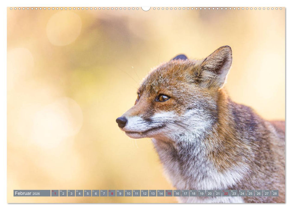 Bezaubernder Fuchs - ein Freund auf leisen Sohlen (CALVENDO Wandkalender 2026)
