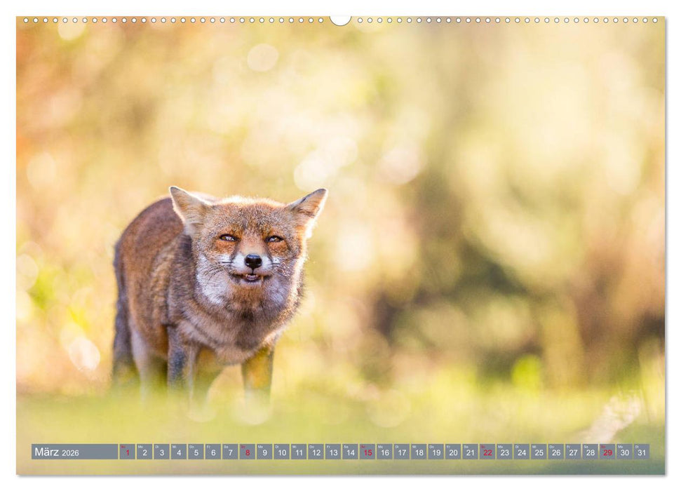 Bezaubernder Fuchs - ein Freund auf leisen Sohlen (CALVENDO Wandkalender 2026)