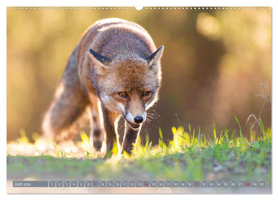 Bezaubernder Fuchs - ein Freund auf leisen Sohlen (CALVENDO Wandkalender 2026)