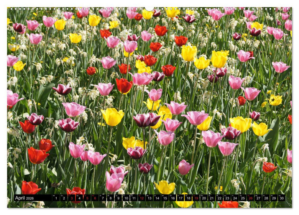 Heidenheim an der Brenz (CALVENDO Wandkalender 2026)