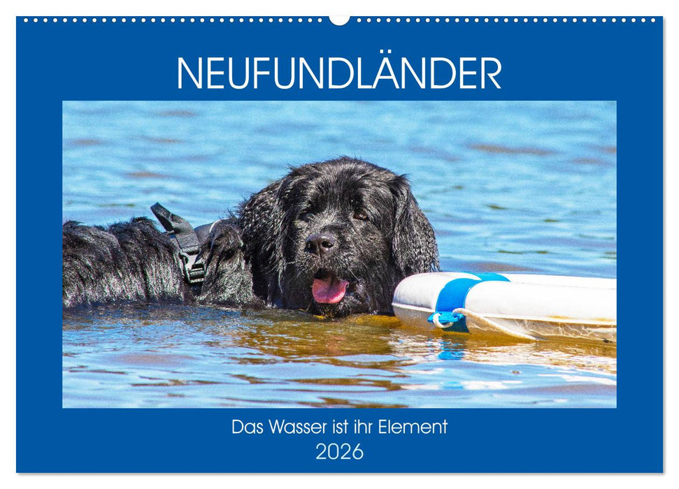 Neufundländer - Das Wasser ist ihr Element (CALVENDO Wandkalender 2026)