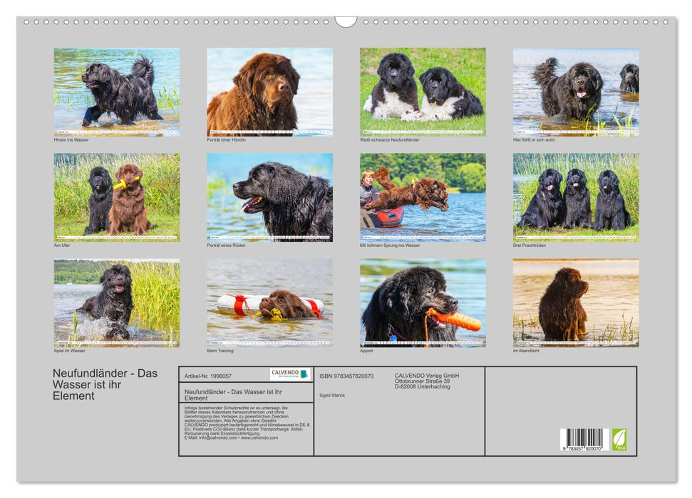 Neufundländer - Das Wasser ist ihr Element (CALVENDO Wandkalender 2026)