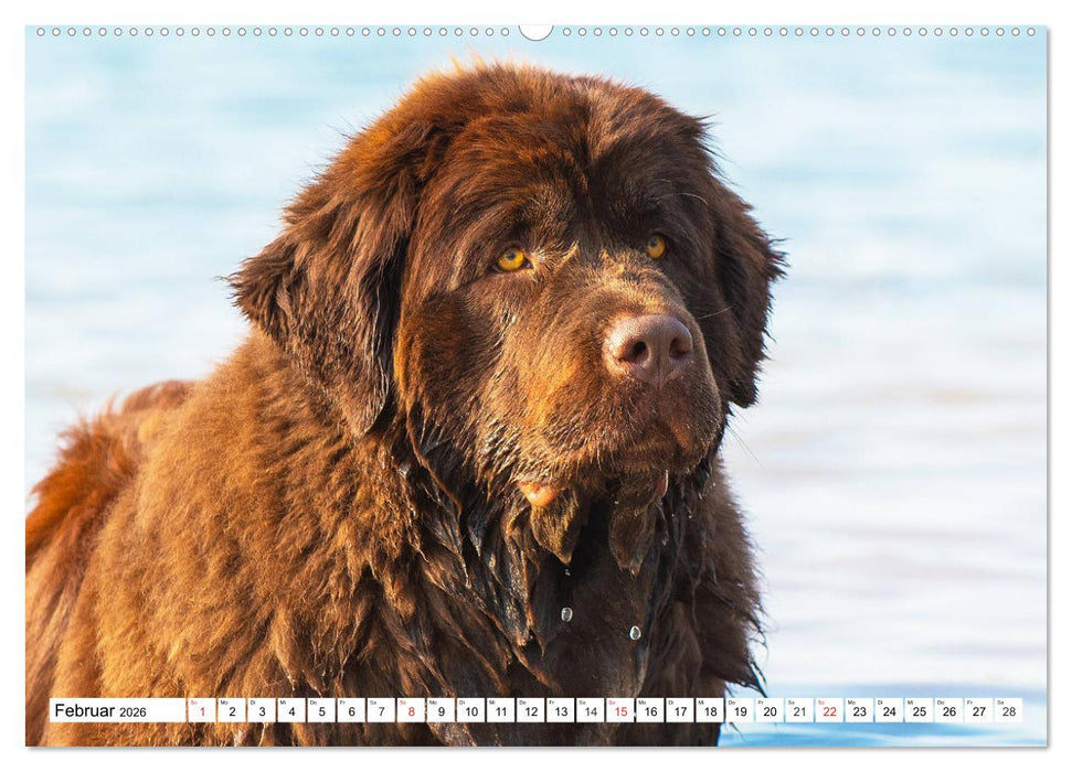 Neufundländer - Das Wasser ist ihr Element (CALVENDO Wandkalender 2026)