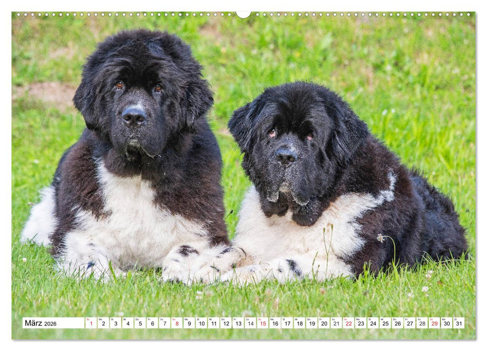 Neufundländer - Das Wasser ist ihr Element (CALVENDO Wandkalender 2026)