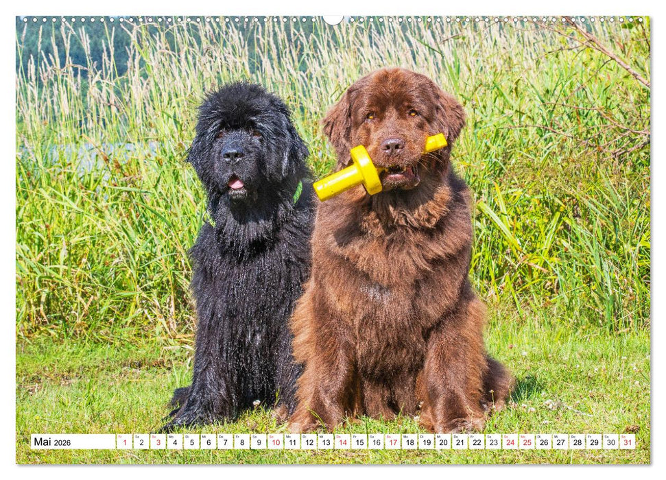 Neufundländer - Das Wasser ist ihr Element (CALVENDO Wandkalender 2026)