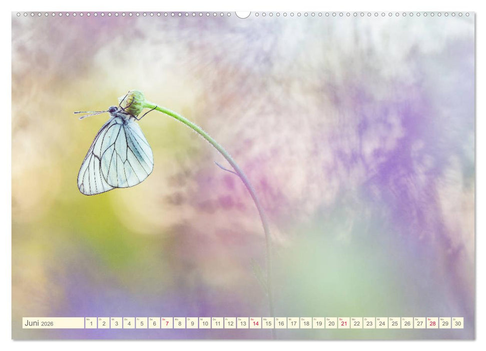 Schmetterlinge in zauberhaften Blumenwiesen (CALVENDO Wandkalender 2026)