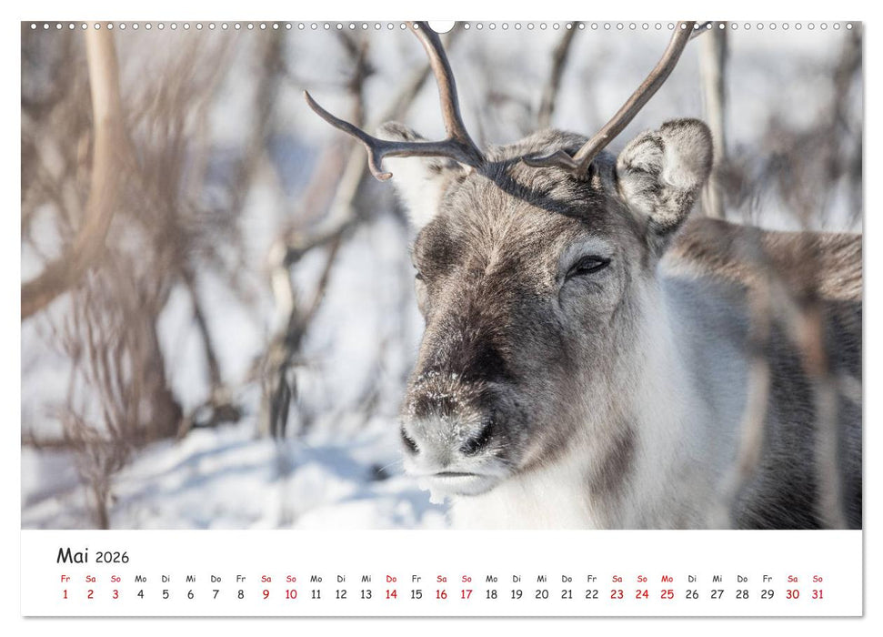 Rentiere (CALVENDO Wandkalender 2026)