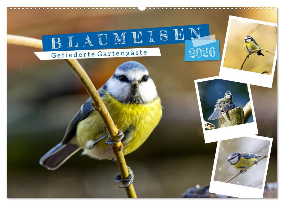 Gefiederte Gartengäste, Blaumeisen (CALVENDO Wandkalender 2026)