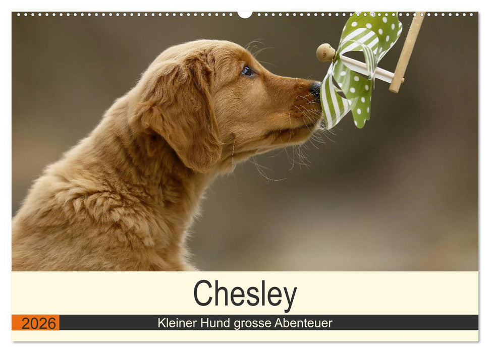 Chesley Kleiner Hund grosse Abenteuer (CALVENDO Wandkalender 2026)