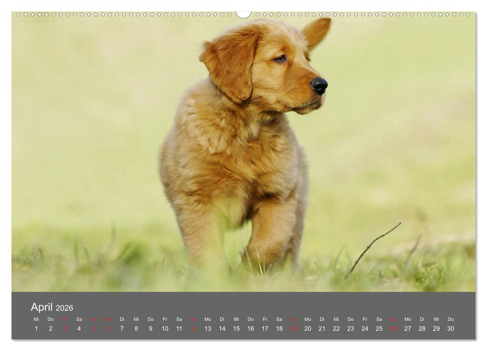 Chesley Kleiner Hund grosse Abenteuer (CALVENDO Wandkalender 2026)