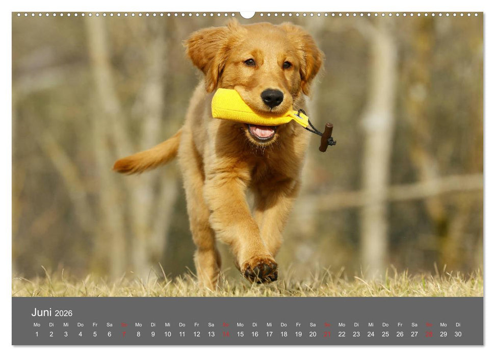 Chesley Kleiner Hund grosse Abenteuer (CALVENDO Wandkalender 2026)