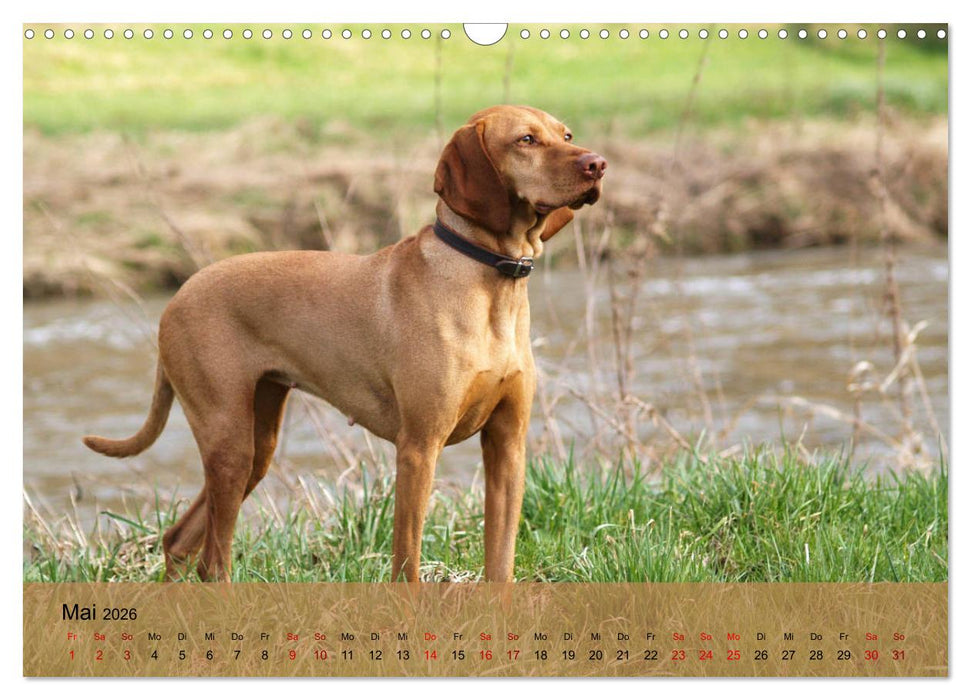 Magyar Vizsla - Ungarischer Vorstehhund (CALVENDO Wandkalender 2026)