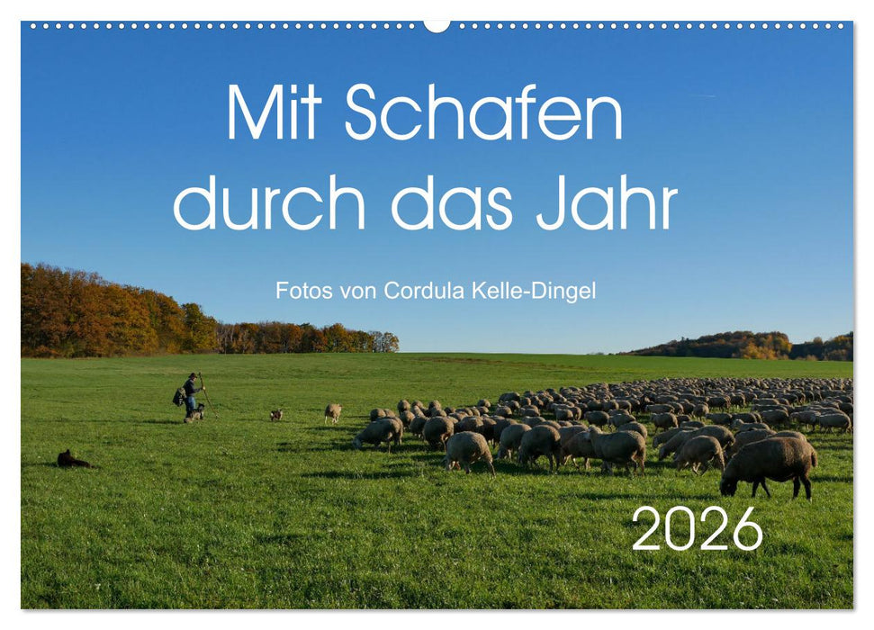 Mit Schafen durch das Jahr (CALVENDO Wandkalender 2026)