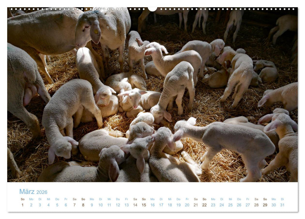Mit Schafen durch das Jahr (CALVENDO Wandkalender 2026)