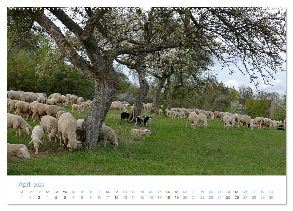 Mit Schafen durch das Jahr (CALVENDO Wandkalender 2026)